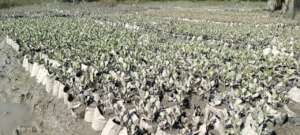 Saplings at nursery