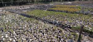Saplings are growing at community plot nursery