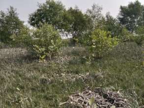 Small mangroves are now growing into big