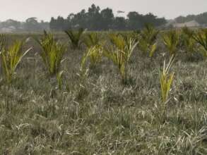Nypa fruticans (Golpata) are flourishing