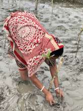 Coastal mother planting mangroves