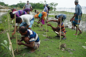 Local involvement in mangrove restoration