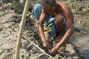 Shrimp farmer planting mangrove in his farm