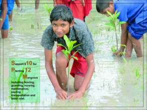 Support $10 for planting 12 Mangrove