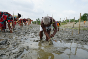 peoples involvement in mangrove plantation