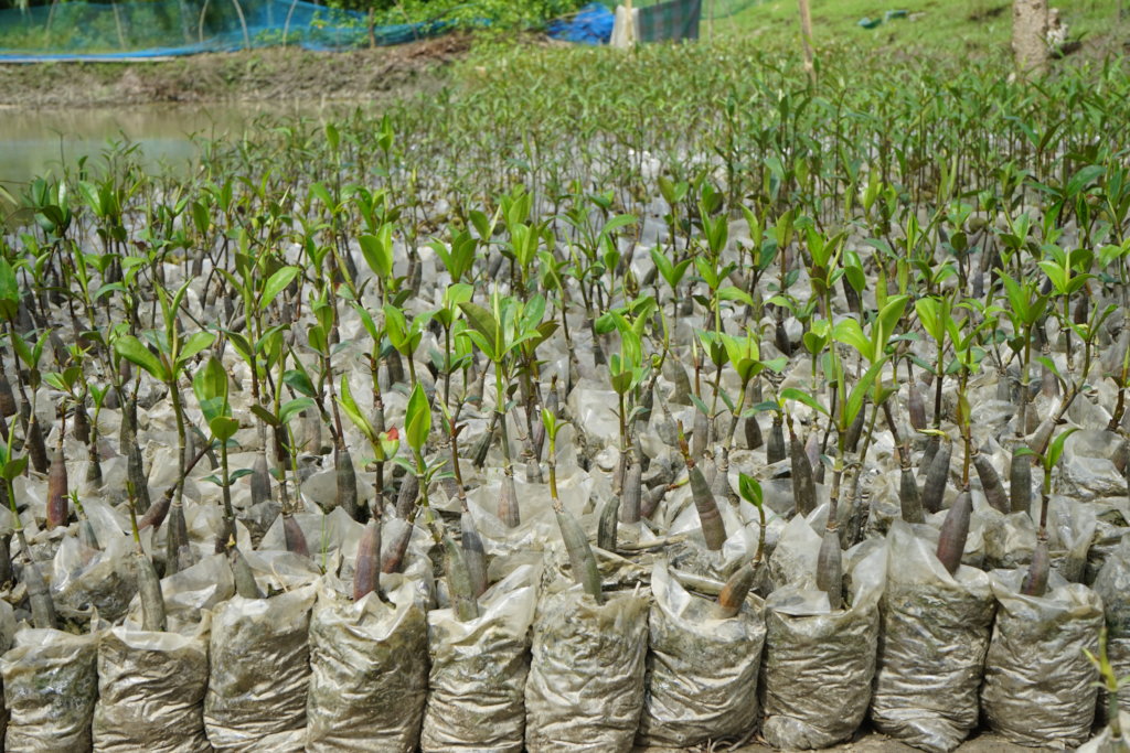 Mangrove Conservation & Restoration in Bangladesh