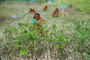 Taking care of Mangrove saplings in nursery