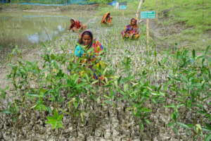 Taking care of Mangrove saplings in nursery