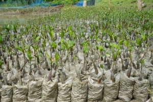 Mangrove Nursery