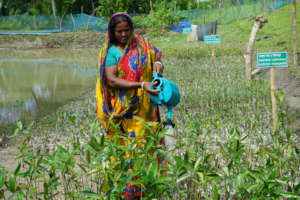 Watering the plants of nursery by women