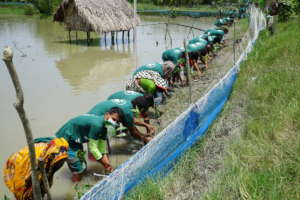 Mangrove plantation by the villagers