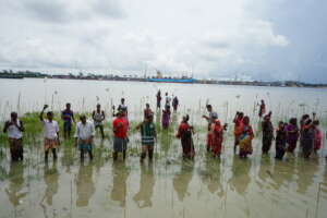 World Mangrove Day 2022