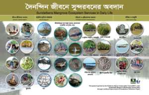 Sundarbans Mangrove Ecosystem Services in Our Dail