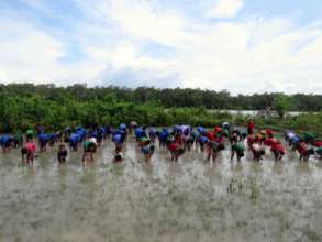 Children are planting Mangrove