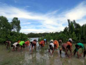 Villagers are planting Mangrove