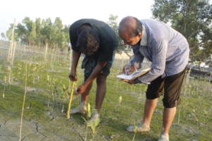 Villagers are taking care of the planted Mangrove