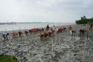 planting mangrove for river banks protection