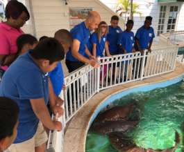 Boca Raton Program observing nurse sharks