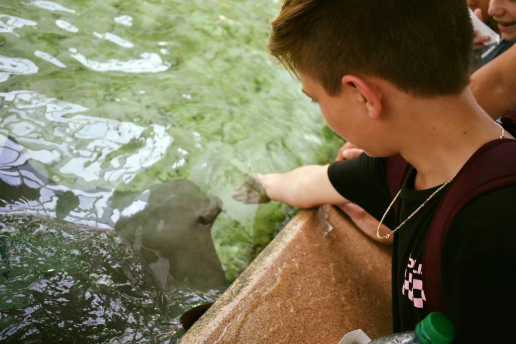 Feeding a stingray