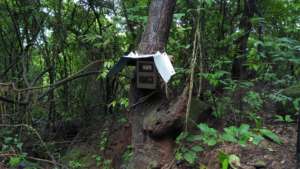 Camera trap set up in the Pangolin habitat