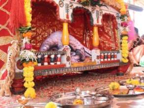 Pangolin replica worshiped & placed in Palanquin