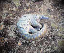 Rescued Indian Pangolin released in wild