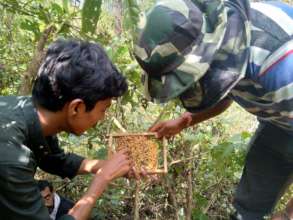 Beekeeping Training