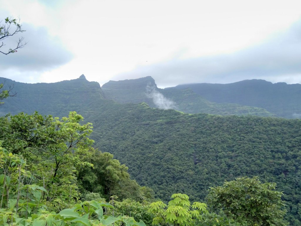 Indian Pangolin Habitat