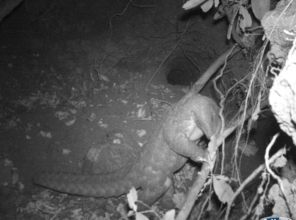 Camera trap Image of Indian Pangolin