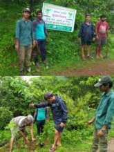 Tree Plantation