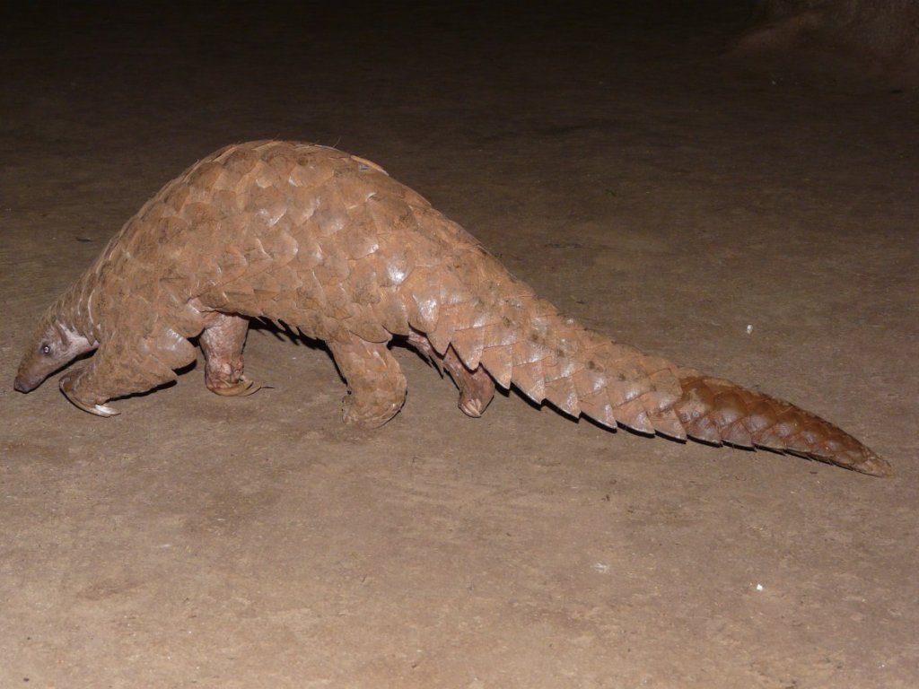 Conservation of Indian Pangolin in 85 villages