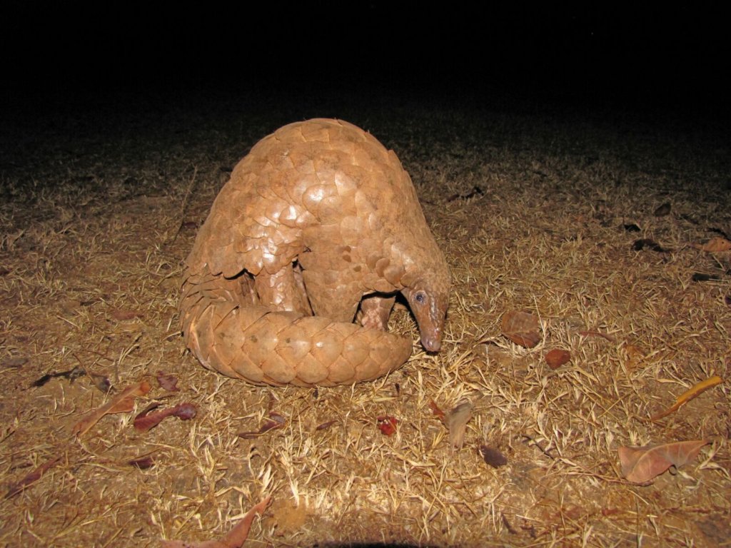 Conservation of Indian Pangolin in 85 villages