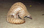 Conservation of Indian Pangolin in 85 villages