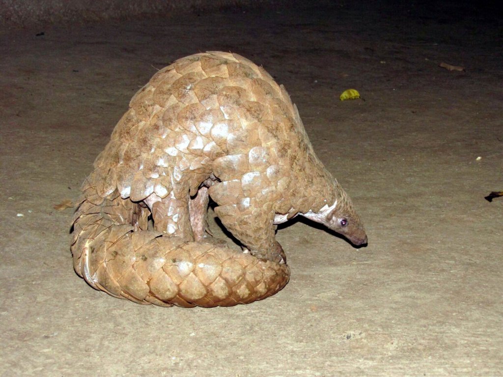 Conservation of Indian Pangolin in 85 villages