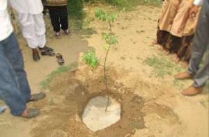 Planting A Tree! Save the Earth !