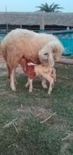 New born Lamb