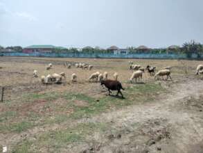 Sheep rearing