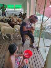 Vaccination of sheep is going on