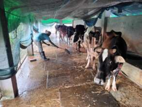 Cows are Keeping with care