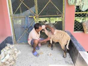 Cutting  the woolly for comfort