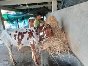 Cows are being reared by the cooperative members