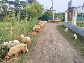 Asset of cooperative