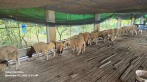 Asset of the cooperative