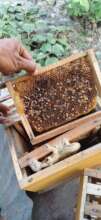 Bees flied away from beehives