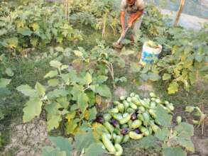 Brinjal cultivated in organic way