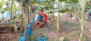 Compost fertilize for vegetable garden