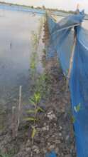 Conventional farming turn into IMA