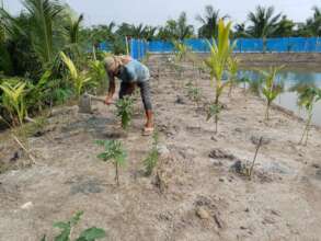 Taking care of vegetable  plant
