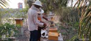 Cooperatives members are harvesting honey