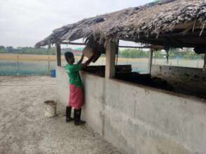 Cow dung is stacking for future use.